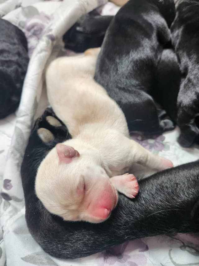 Labrador Retriever Puppies media 6