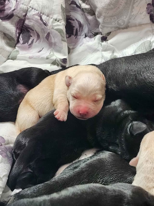 Labrador Retriever Puppies media 7