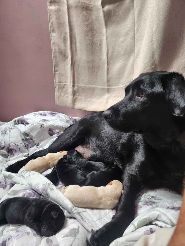 Labrador Retriever Puppies media 8