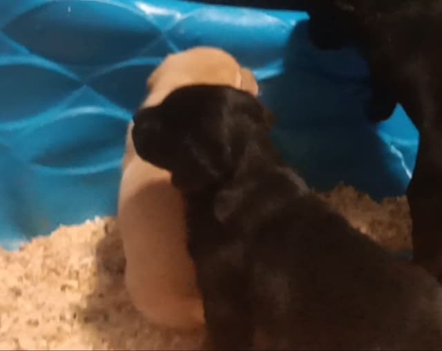 Labrador Yellow Black males 1200 media 6