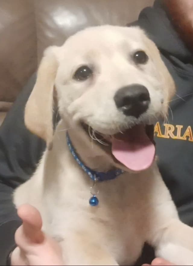 Labrador Yellow Black males 1200 media 17