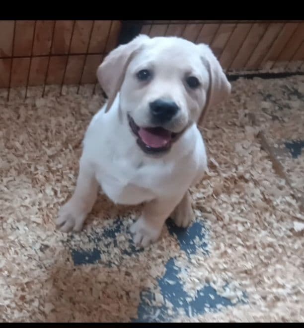 Labrador Yellow Black males 1200 media 16
