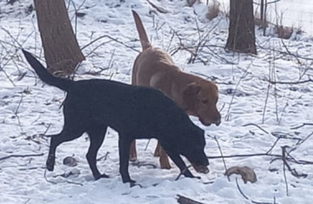Labrador Yellow Black males 1200 media 21