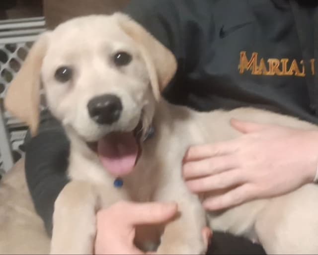Labrador Yellow Black males 1200 media 15