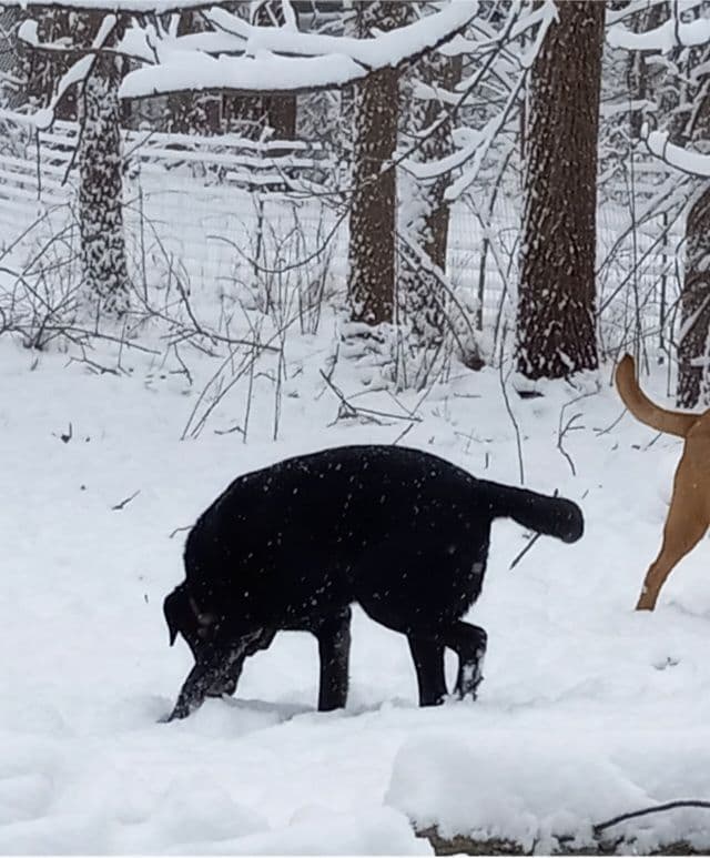 Labrador Yellow Black males 1200 media 22