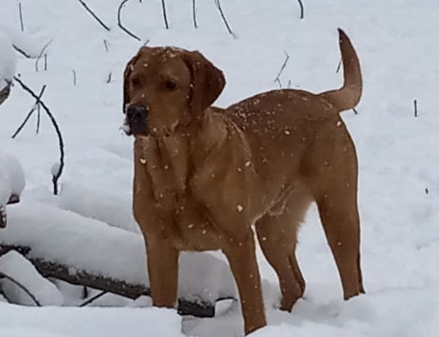 Labrador Yellow Black males 1200 media 18