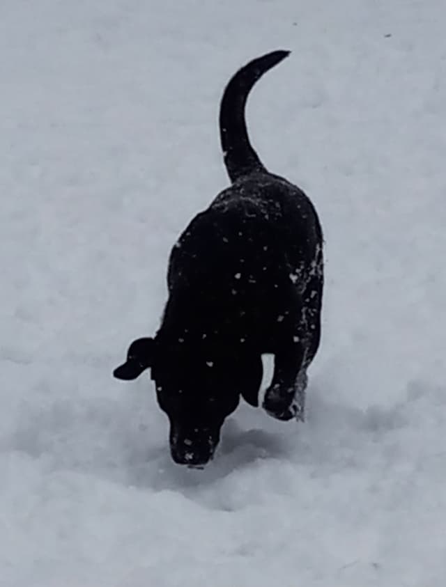 Labrador Yellow Black males 1200 media 23