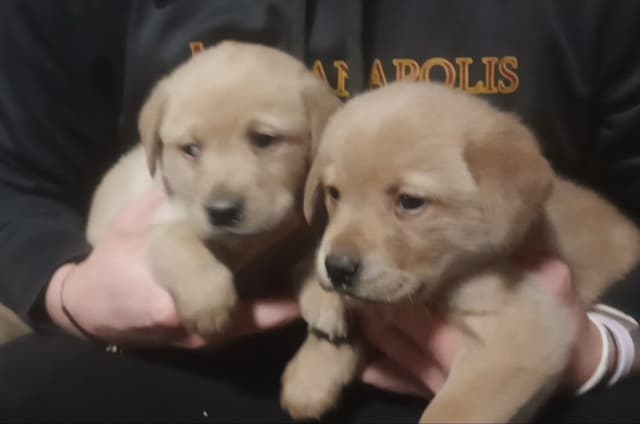 Labrador Yellow Black males 1200 media 2