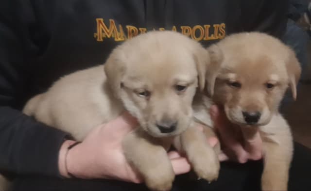 Labrador Yellow Black males 1200 media 4