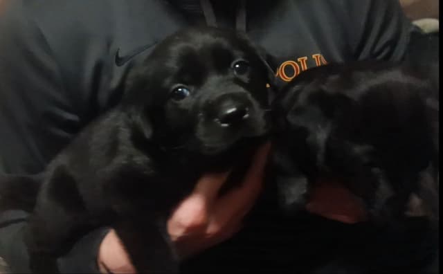 Labrador Yellow Black males 1200 media 7
