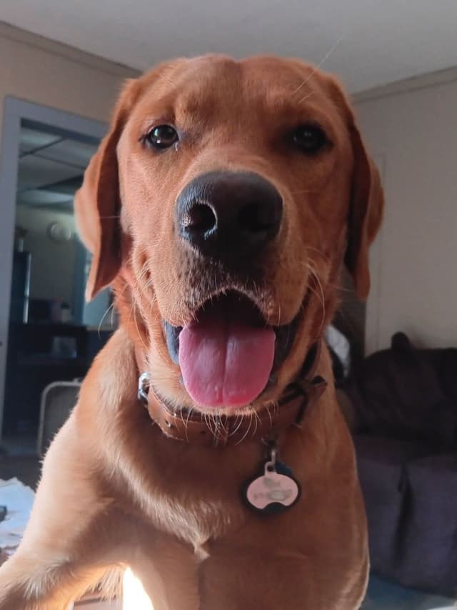 Labrador Yellow Black males 1200 media 19
