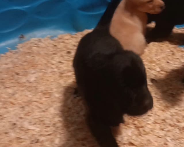 Labrador Yellow Black males 1200 media 9