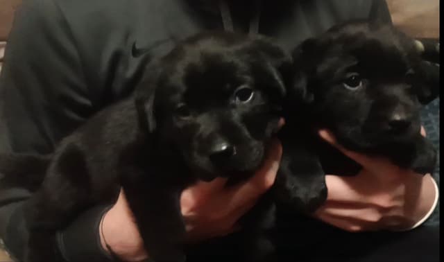 Labrador Yellow Black males 1200 media 5