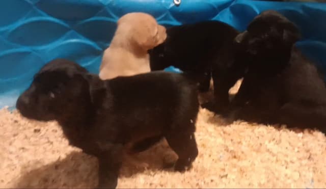 Labrador Yellow Black males 1200 media 10