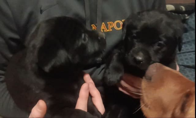 Labrador Yellow Black males 1200 media 3