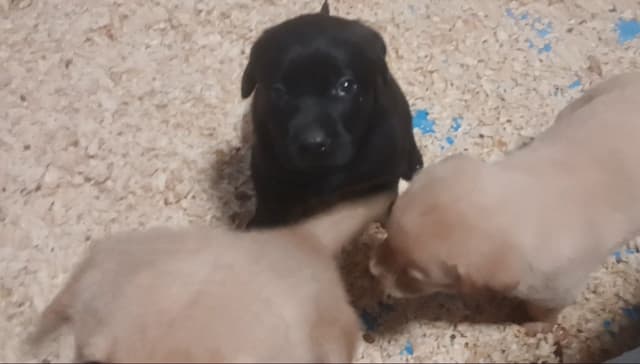 Labrador Yellow Black males 1200 media 11
