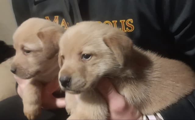 Labrador Yellow Black males 1200 media 13