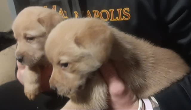 Labrador Yellow Black males 1200 media 12