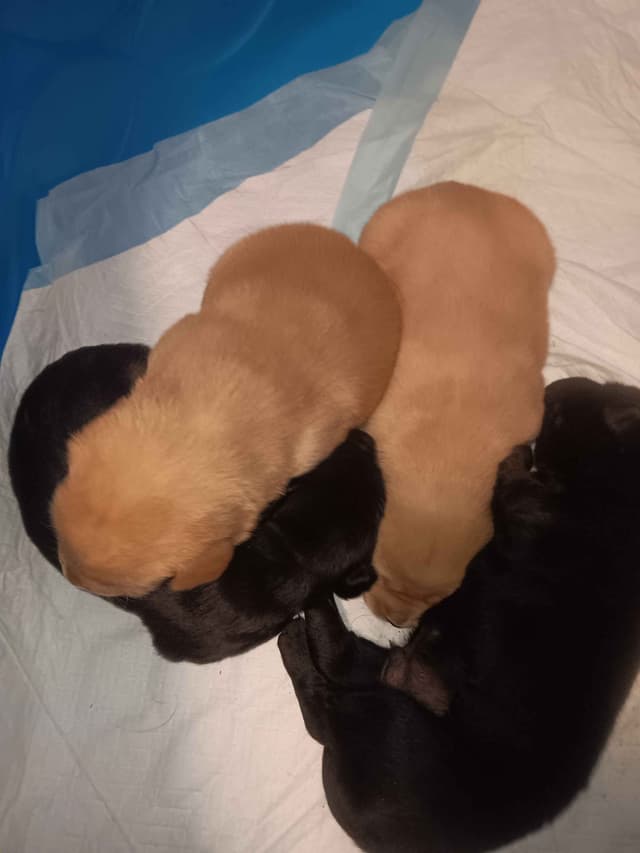 Labrador Yellow Black males 1200 media 14
