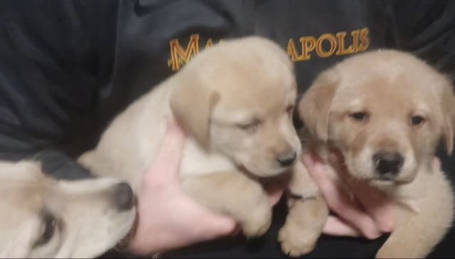 Labrador Yellow Black males 1200 media 8