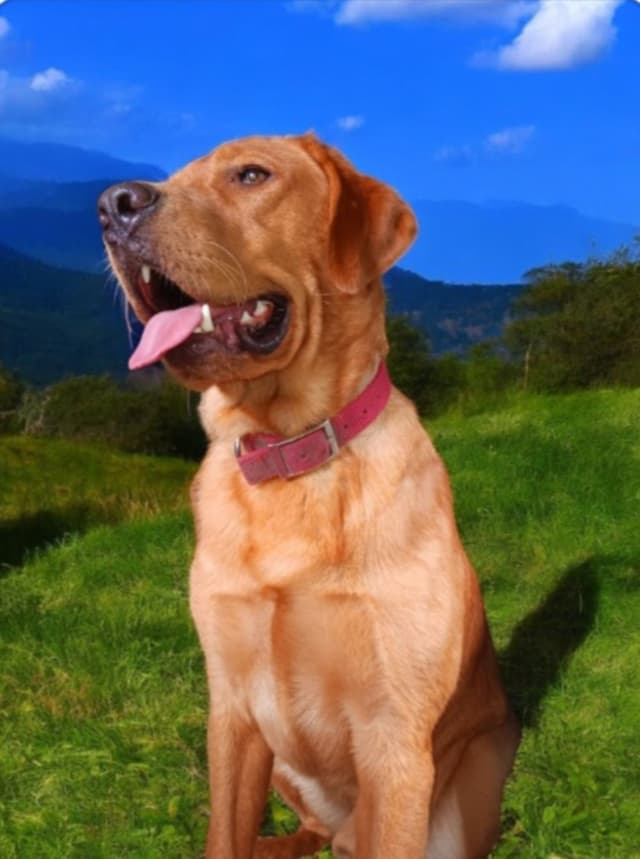 Labrador Yellow Black males 1200 media 20