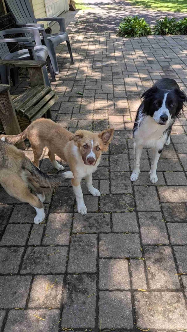 Border Collie Puppies media 2