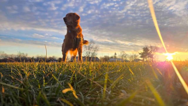 Golden Retriever Puppies media 2