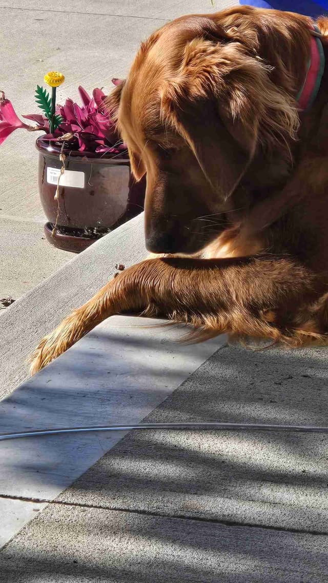 Golden Retriever Puppies media 3