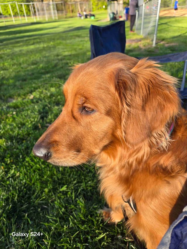 Golden Retriever Puppies media 4