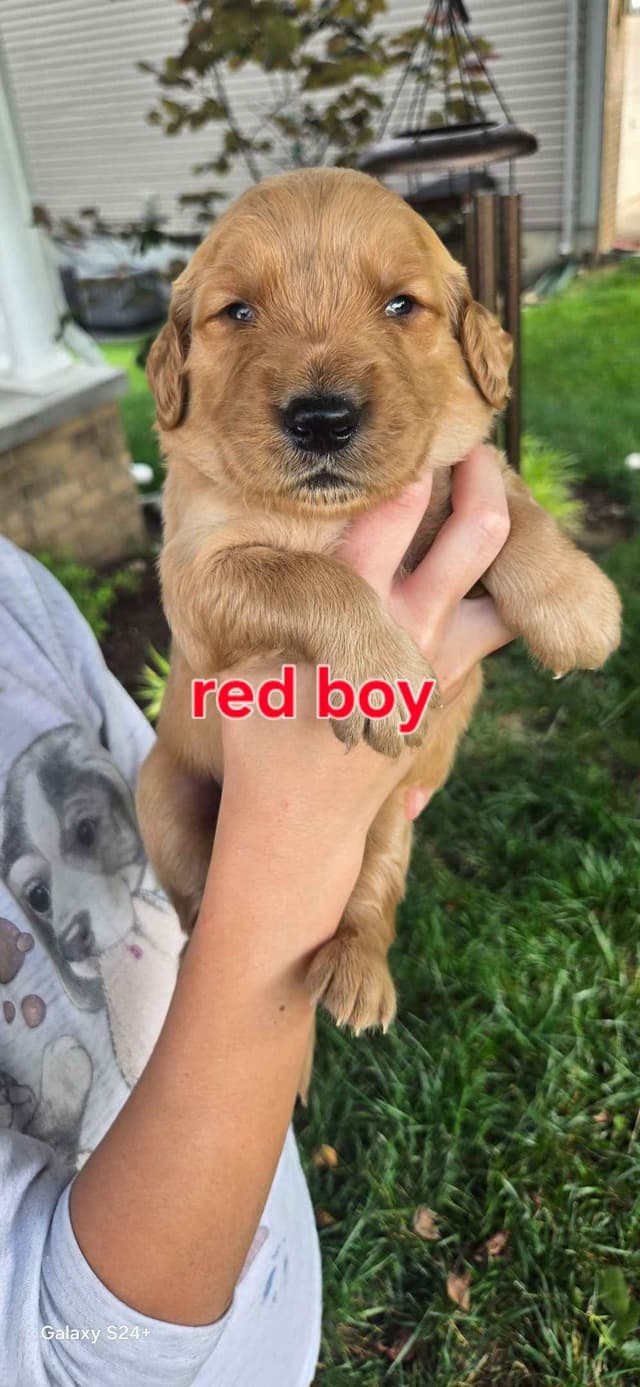 Golden Retriever Puppies media 8