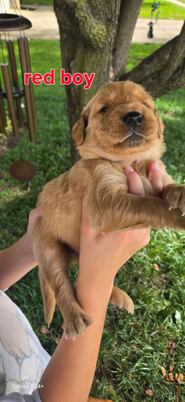 Golden Retriever Puppies media 10