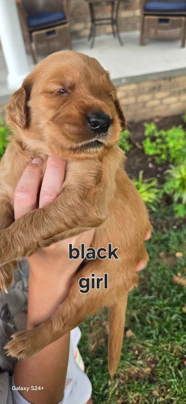 Golden Retriever Puppies media 12