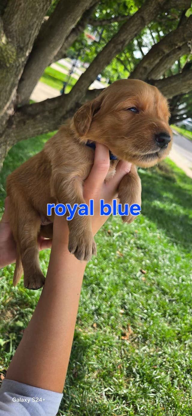 Golden Retriever Puppies media 15