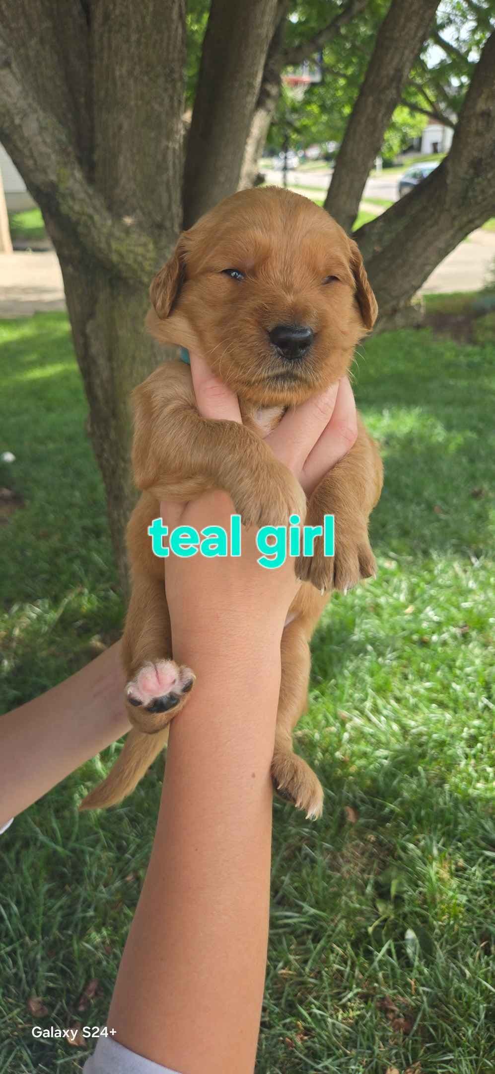 Golden Retriever Puppies breeder image 2