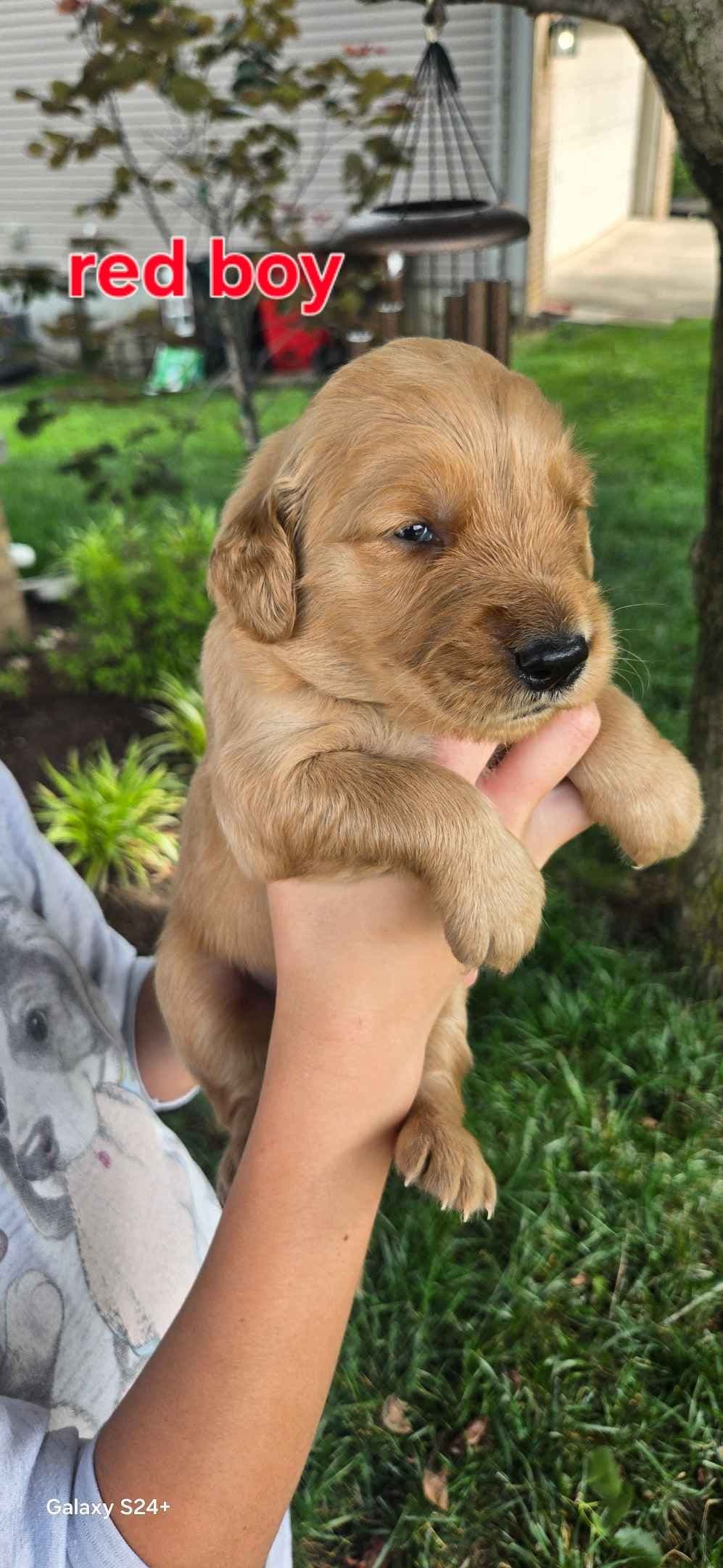 Golden Retriever Puppies breeder image 3