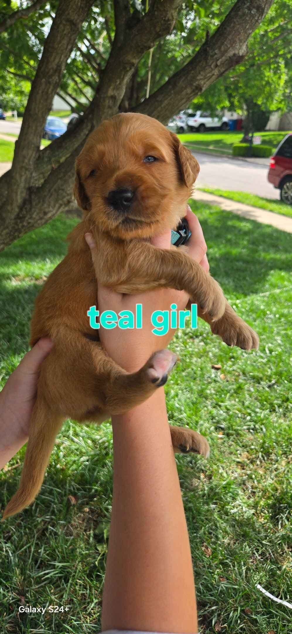 Golden Retriever Puppies breeder image 6