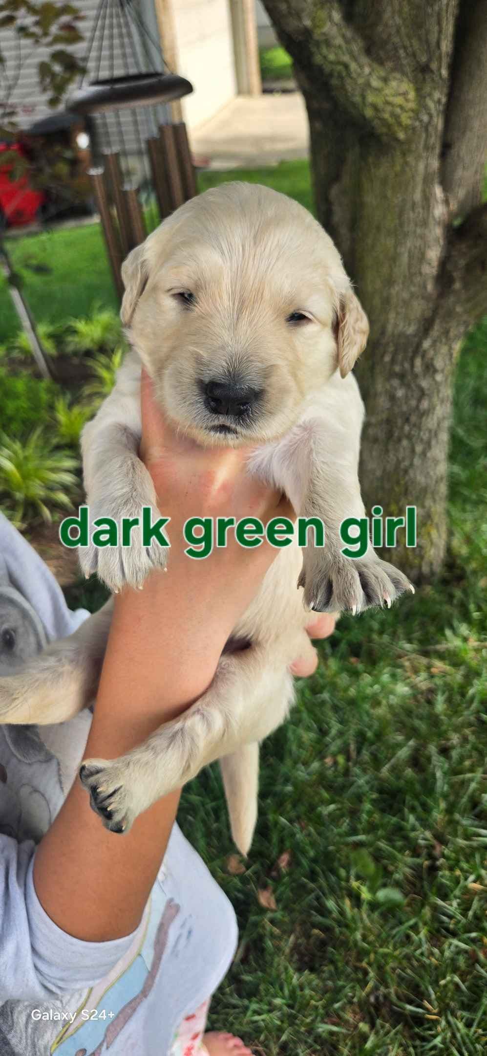 Golden Retriever Puppies breeder image 4