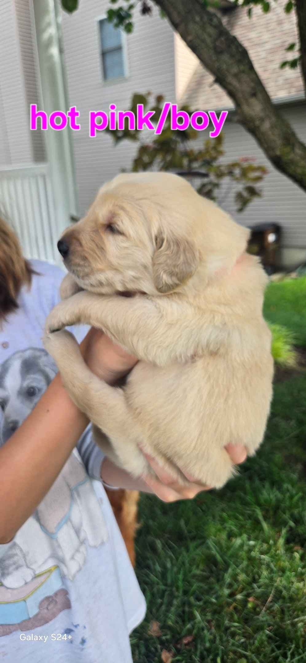 Golden Retriever Puppies breeder image 12