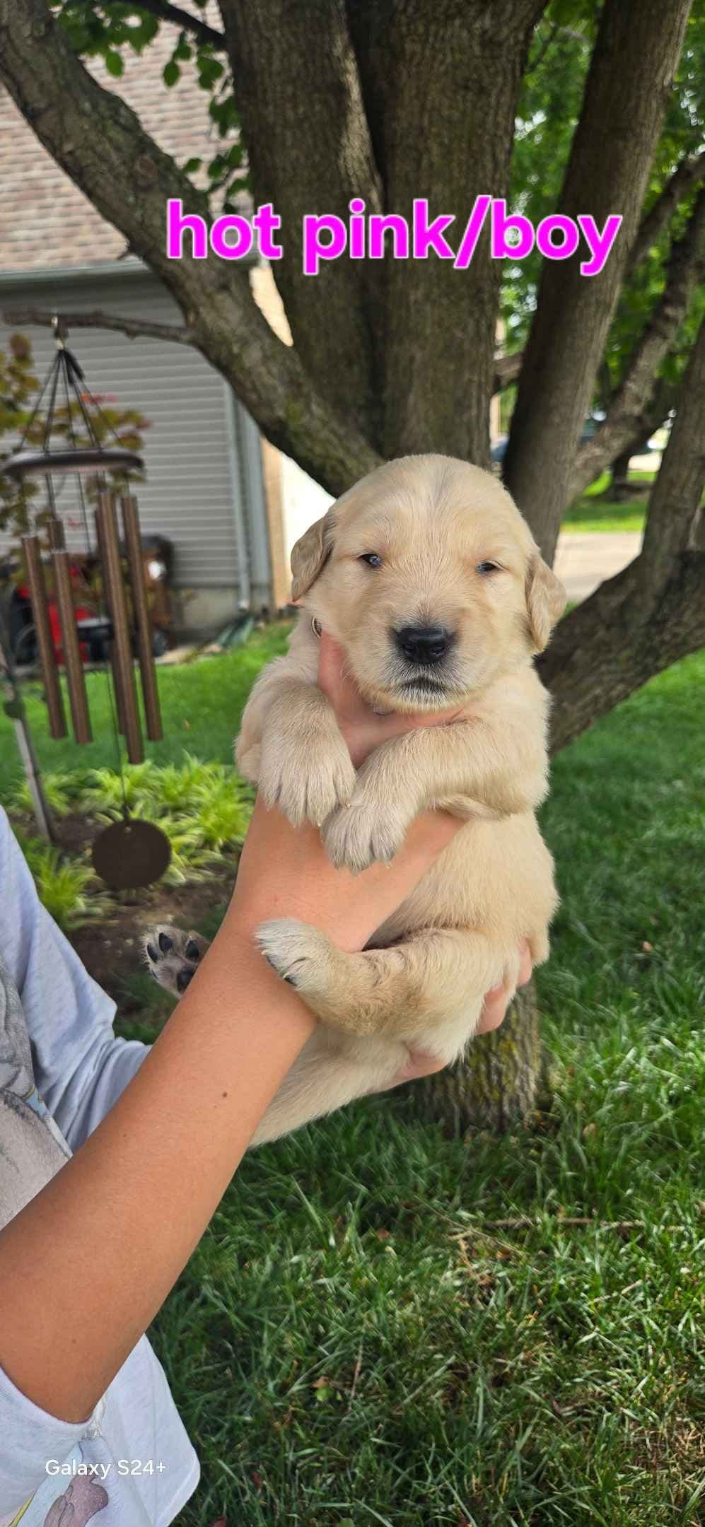 Golden Retriever Puppies breeder image 5