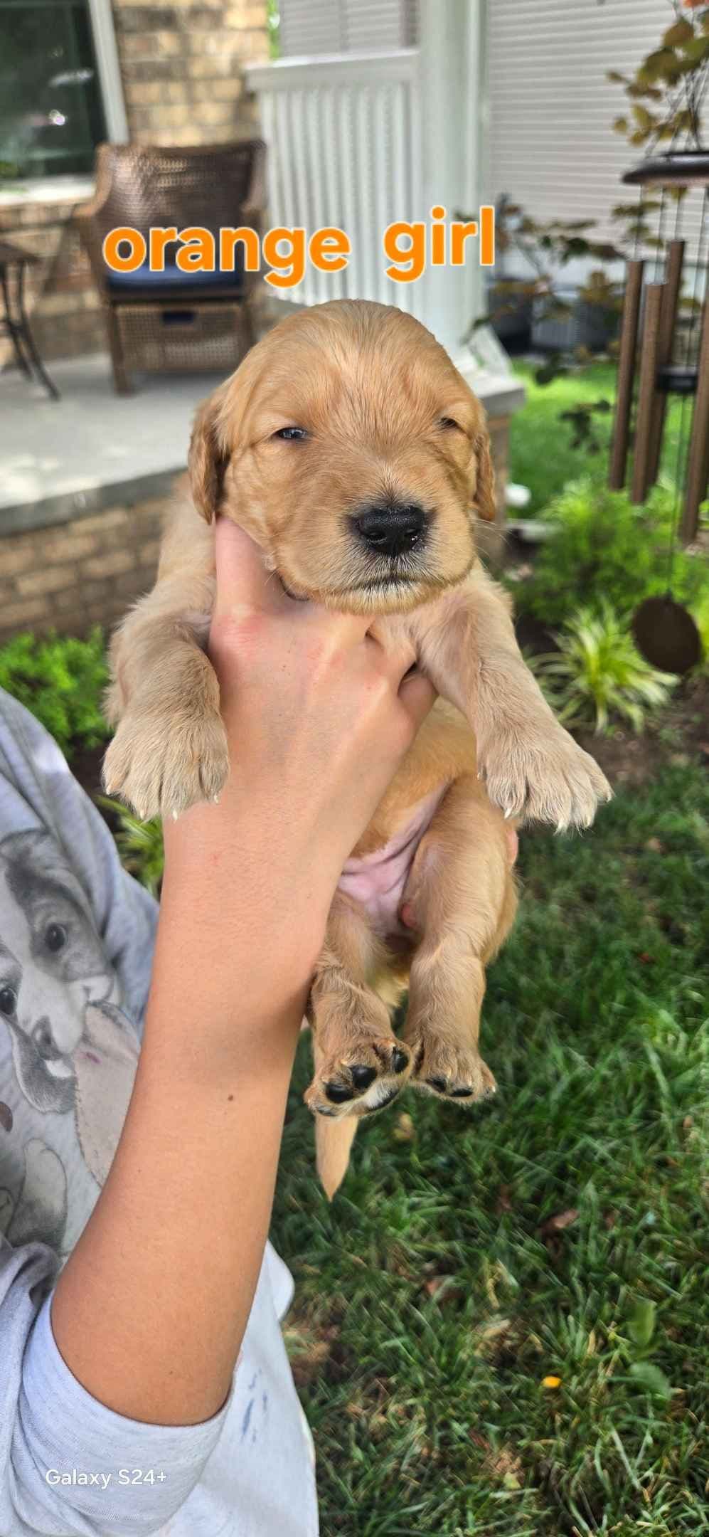 Golden Retriever Puppies breeder image 9