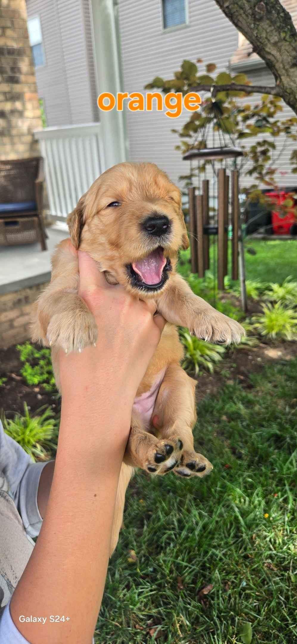 Golden Retriever Puppies breeder image 15