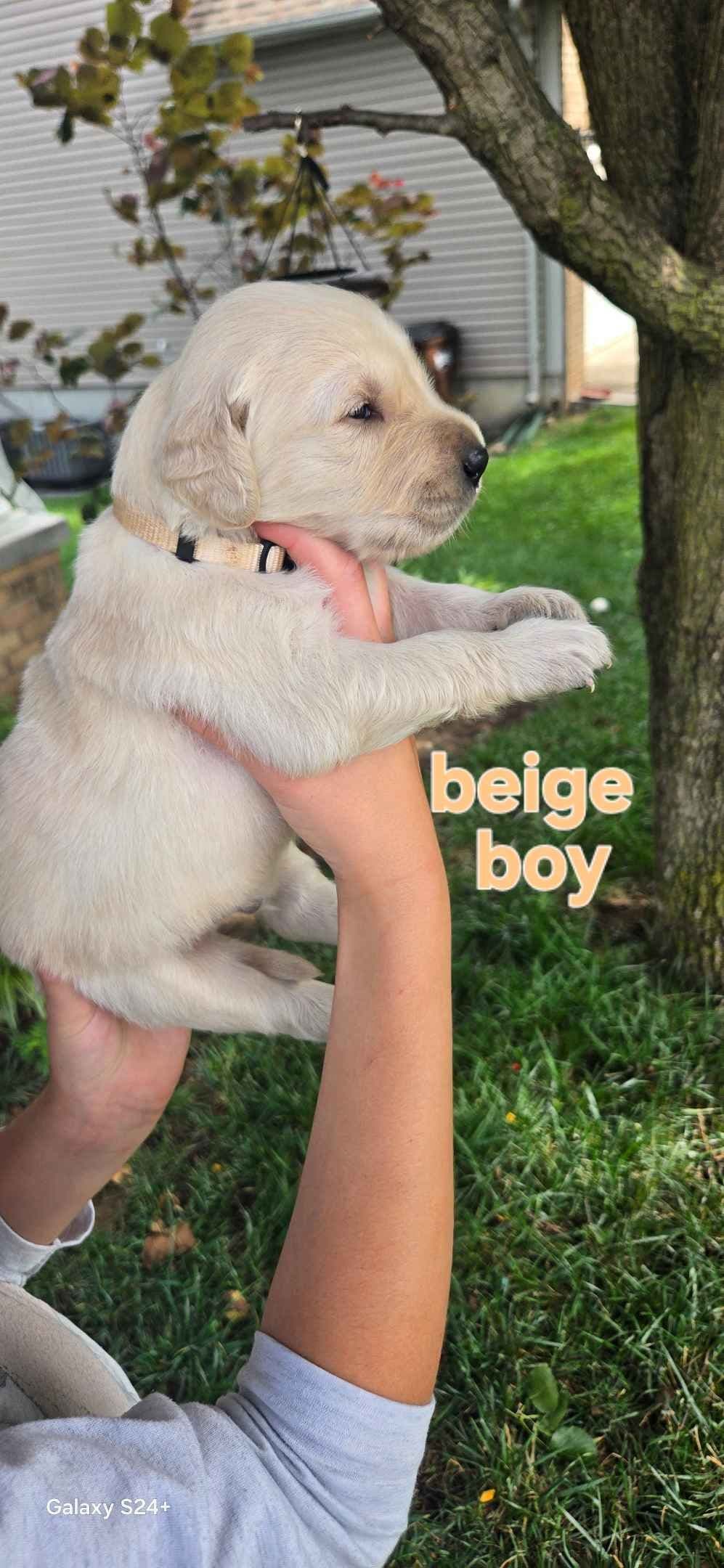 Golden Retriever Puppies breeder image 17