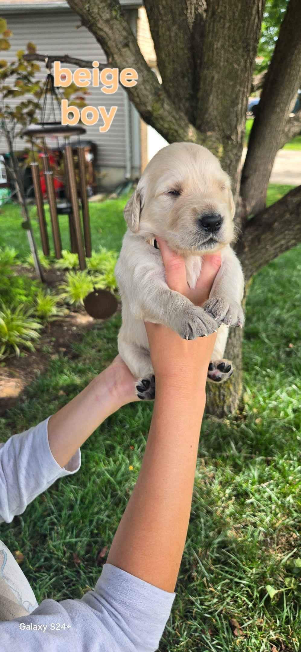 Golden Retriever Puppies breeder image 11
