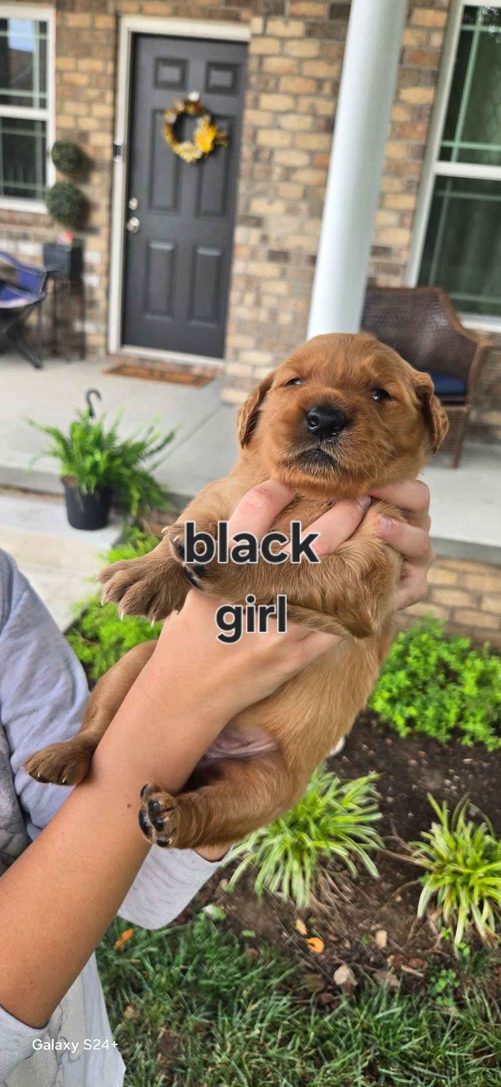 Golden Retriever Puppies breeder image 14