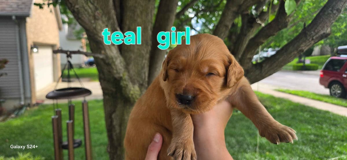 Golden Retriever Puppies breeder image 18