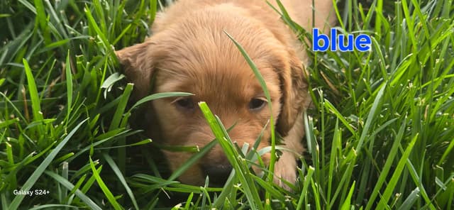 Golden Retriever Puppies media 18