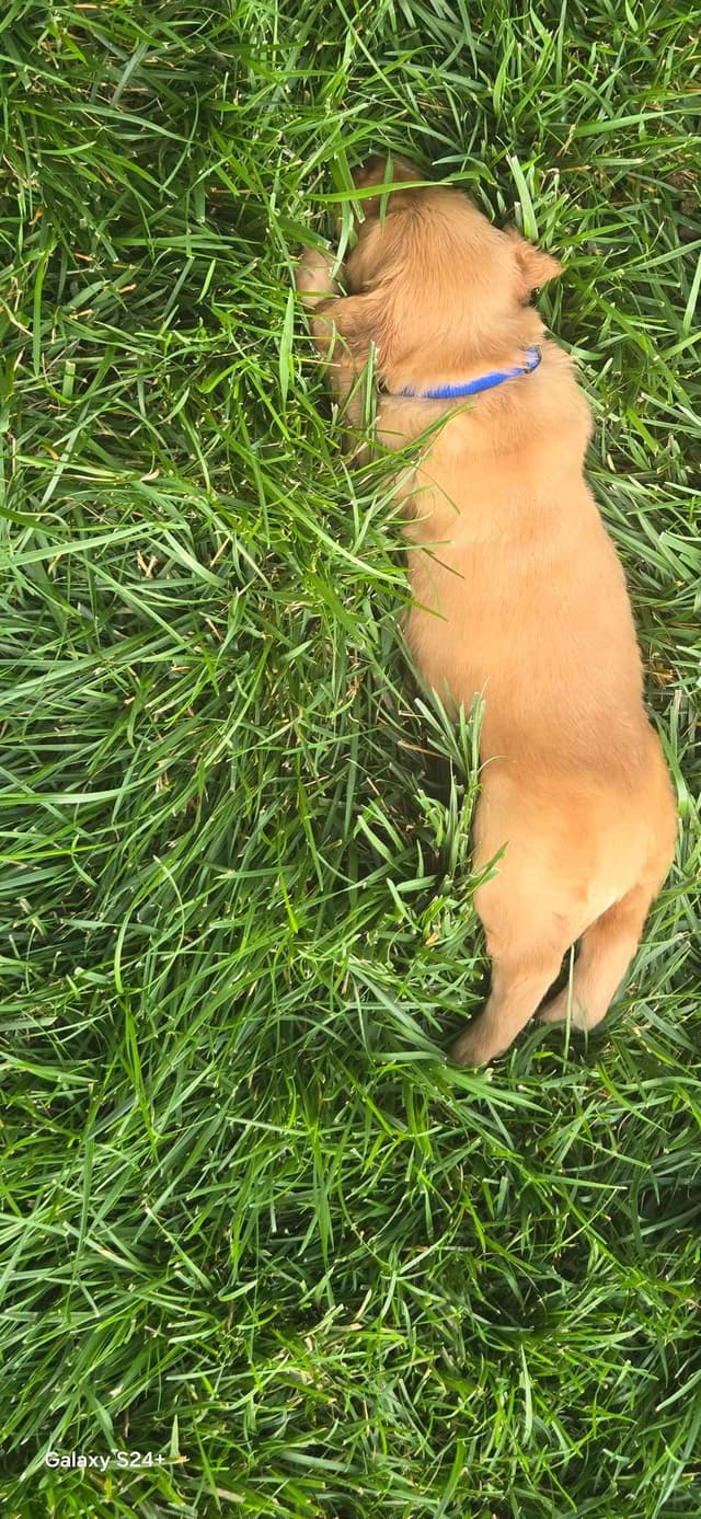 Golden Retriever Puppies media 19
