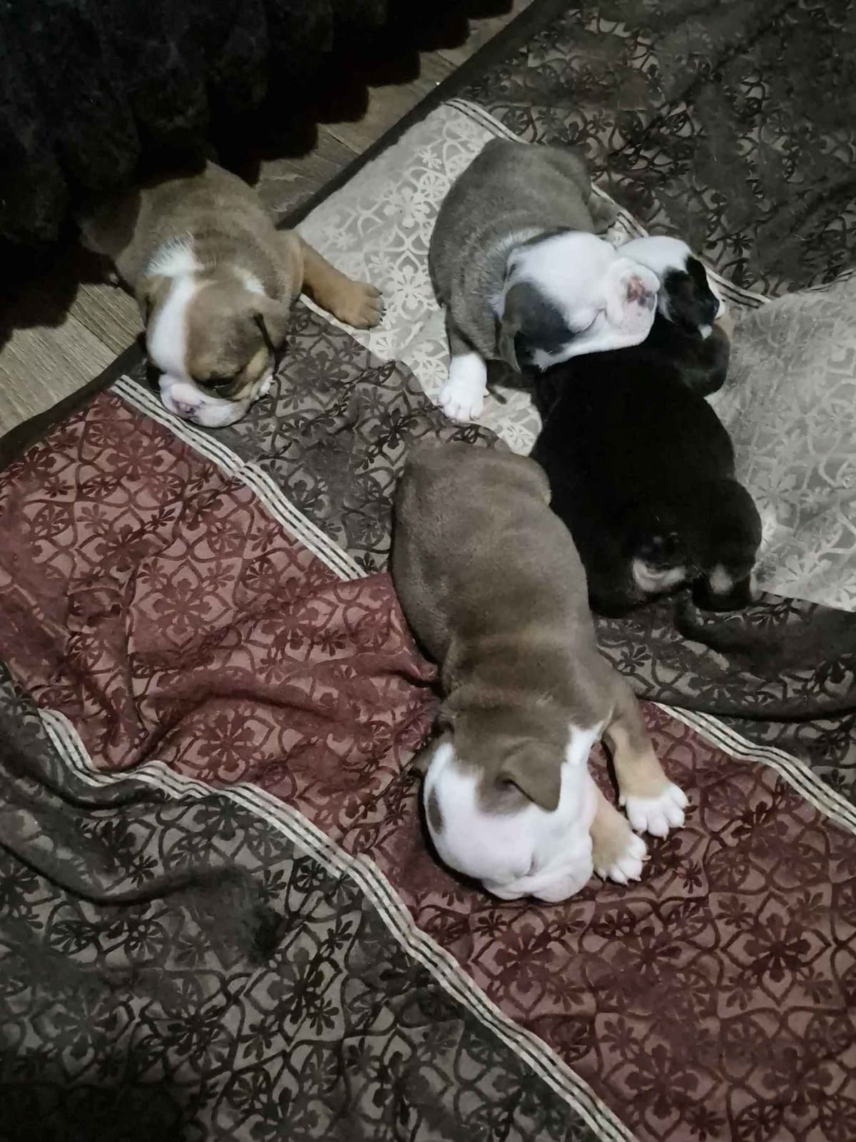Bulldog Puppies breeder image 1