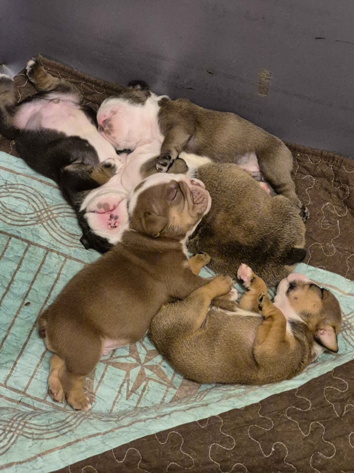 Bulldog Puppies breeder image 2