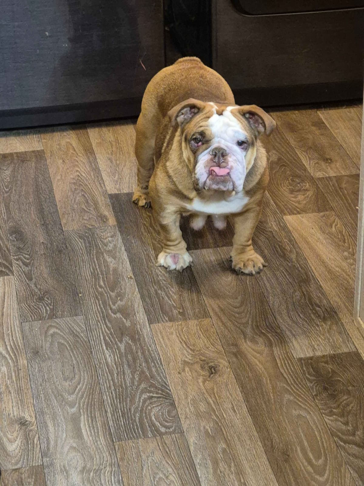 Bulldog Puppies breeder image 3
